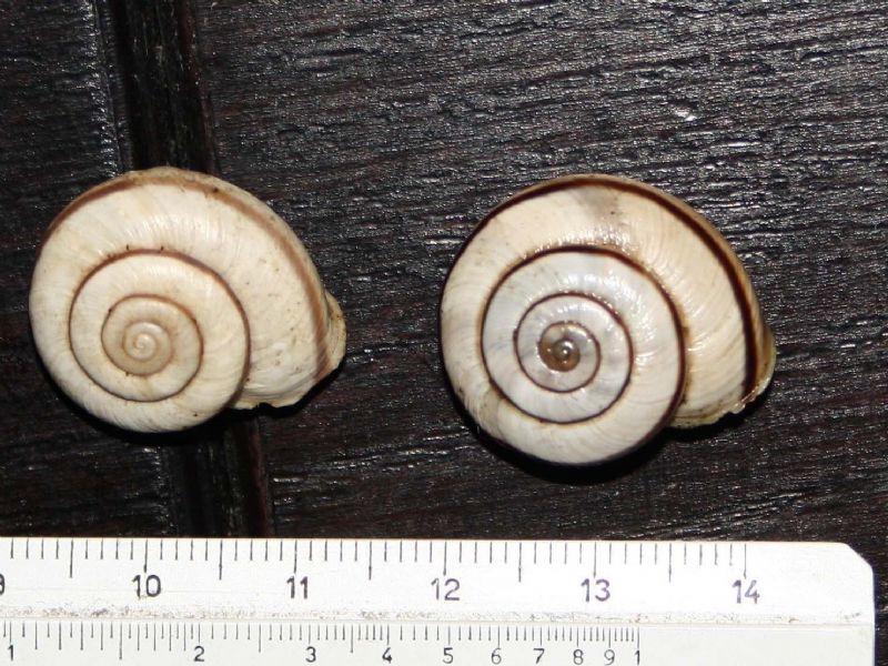 Chilostoma cingulatum baldense?